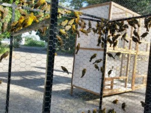 Polícia Ambiental realiza maior apreensão de aves no Cariri