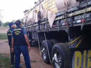 Polícia apreende quase 95 mil latas de cerveja escondidas embaixo de frutas