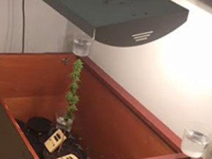 Polícia Civil encontra estufa de maconha em casa de Campinas