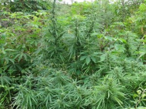 Polícia encontra plantação de maconha em sítio em Tijucas