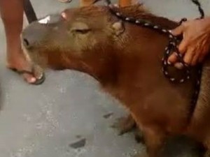 Polícia identifica suspeitos de matar capivara para fazer churrasco, em Fortaleza