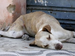 Polícia investiga denúncias de estupro de cadelas em Juazeiro do Norte