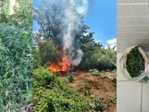 Polícia queima plantio de maconha e efetua prisões em Cabrobó-PE