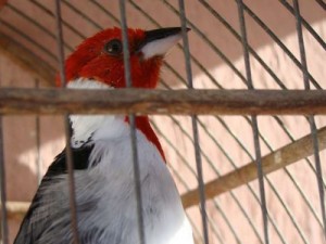 Policiais procuram acusado de furto e faz prisão por crime ambiental