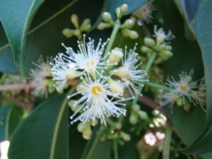 Pomada feita com jambu proporciona mais prazer em relação sexual, aponta pesquisa