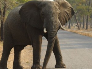 Por que elefantes quase nunca têm câncer