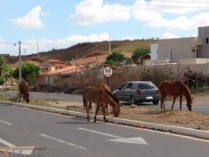 Prefeitura de Barbalha e DER firmam parceria para recolher animais soltos