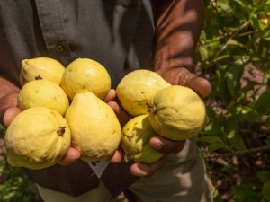 Prefeitura de Juazeiro recebe recursos do MDS para compra de produtos do PAA