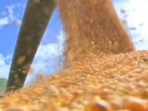 Produção de grãos em MT deve ser 4,9% maior em 2015, diz IBGE