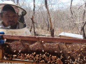 Produção de mel deve crescer em 2019, prevê Associação