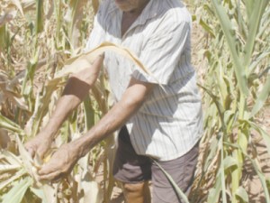 Produtores comemoram renegociação da dívida rural