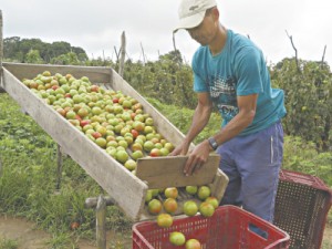 Produtores da Ibiapaba comemoram boa colheita