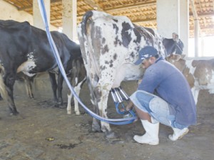 Produtores rurais do CE são contra medida do governo