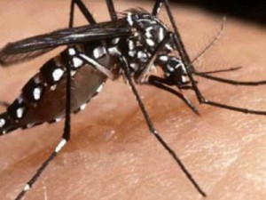 Quase mil cidades podem ter surto de dengue, zika e chikungunya no país