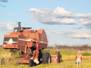 Queda na rizicultura é de 90% em quatro anos no Ceará