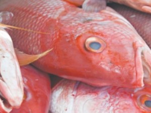 Quilo do pescado pode subir até 35% na Semana Santa