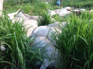 Raio mata 38 cabeças de gado em propriedade de Alto Paraíso, RO