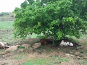 Raio mata vacas em fazenda no Cedro – CE