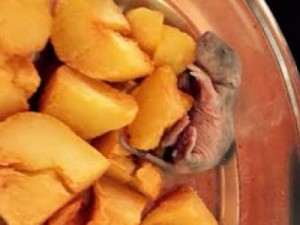 Rato cai vivo dentro do prato de coronel da PM em restaurante