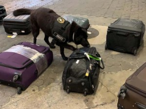 Receita Federal apreende 10 kg de cocaína em Cumbica com destino à África e ao Oriente Médio