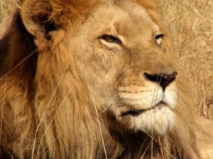 Receita Federal libera primeiro lote de restituição