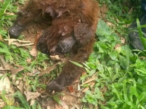 São Bento do Sul tem caso confirmado de morte de macaco por febre amarela