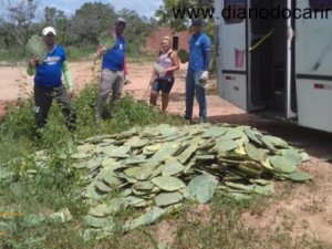 Seagri de Juazeiro distribui para agricultores mais de 40 mil raquetes de palma