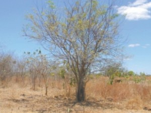 Semana da árvore começa amanhã