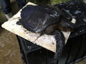 Sobe para 124 número de praias atingidas por manchas de óleo; contaminação chega à Bahia