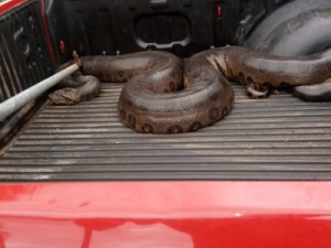 Sucuri de 5 metros é capturada pelos bombeiros após atacar e matar cachorro em MT