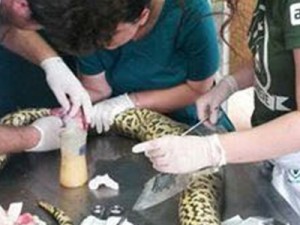 Sucuri em cirurgia levou 60 pontos após ser esfaqueada por comer galinha