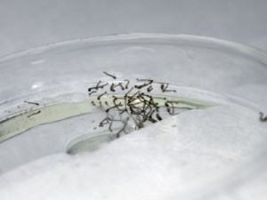 Teste que detecta dengue em 20 minutos é produzido no Brasil