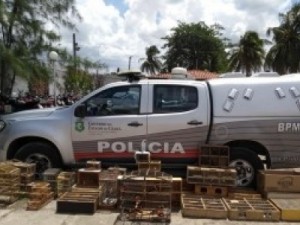 Trio é preso em flagrante comercializando aves silvestres