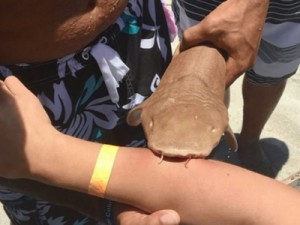 Tubarão ataca mulher e permanece preso ao seu braço na Flórida