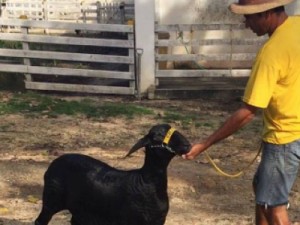 Único clone ovino do Brasil produzido na UECE gera primeiro filhote