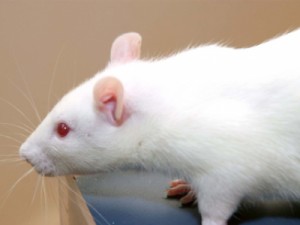 Vacina experimental gera anticorpos do HIV em ratos