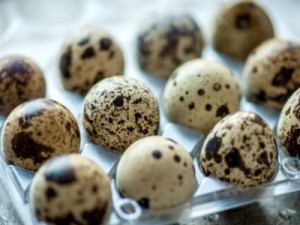 Veja os 15 benefícios de Ovo de codorna para a saúde