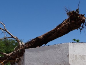 VENTANIA: Eucalipto arrancado pela raiz e arremessado sobre o muro do Parque da Cidade