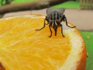 Virose da mosca, aumenta com o período de inverno