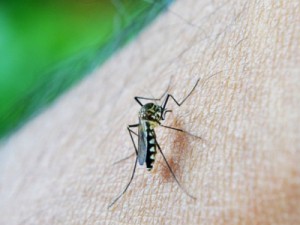 Vìrus zika chega ao Brasil