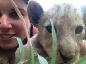 Voluntária faz campanha para salvar filhote de leão que viu crescer em projeto e viraria caça