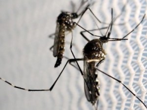 Zika causa surdez em quase 6% dos bebês de mães infectadas, diz Fiocruz