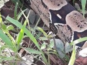 Grande cobra jiboia é resgatada pelo IBAMA em Ibiapina - CE