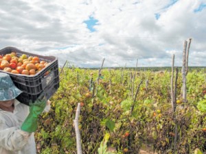Com chuvas, preço do tomate deverá se manter em patamar elevado