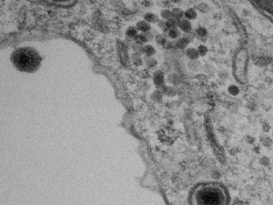 Novo vírus descoberto na Lagoa da Pampulha não se parece com nada visto antes