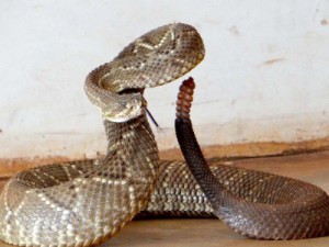 Idosa atacada por cobra em Assaré morre no Hospital em Juazeiro do Norte