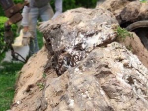 Pesquisadores encontram troncos fósseis de até 3 toneladas na Chapada do Araripe