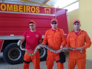 Bombeiros resgatam duas jiboias com 2,5 metros na zona rural de Iguatu, no Ceará