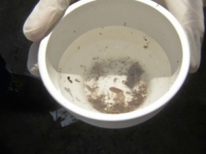 MS decreta estado de alerta por causa da dengue após registrar 11 mortes e 12 mil notificações