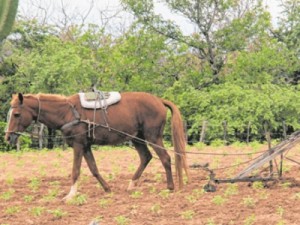 Prefeitos de 171 cidades aderem ao Garantia-Safra 2019/20 nesta segunda-feira (17)